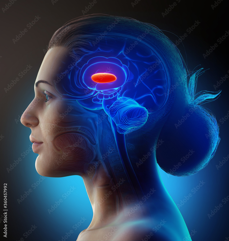 Obraz premium 3d rendered medically accurate illustration of a female brain anatomy-the lateral globus pallidus