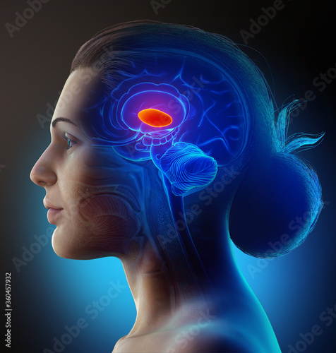 3d rendered medically accurate illustration of a female  brain anatomy- the thalamus photo