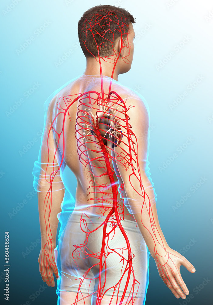 3d rendered medically accurate illustration of male arteries 3d rendered medically accurate illustration of male arteries