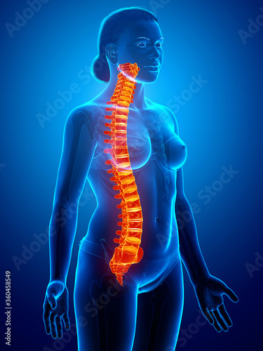 3d rendered medically accurate illustration of a high lighted spine