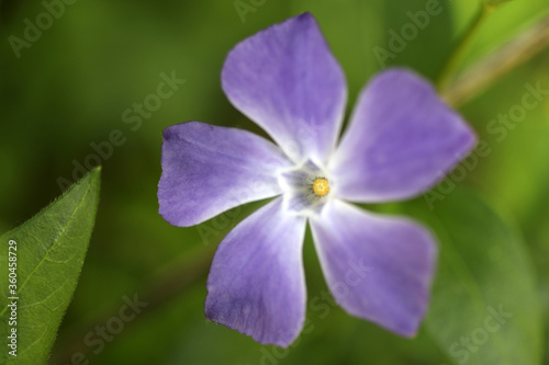 Close view of purple flower with wide leaves