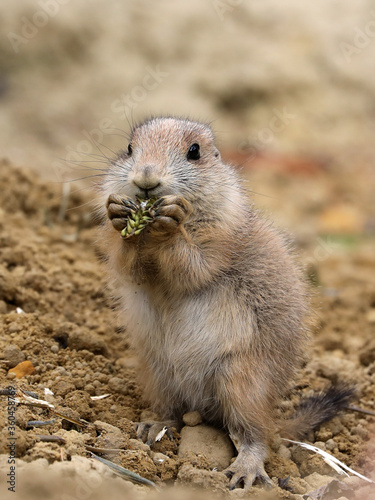 Black-tailed prairie dog (Cynomys ludovicianus), small rodent. © Edwin Butter
