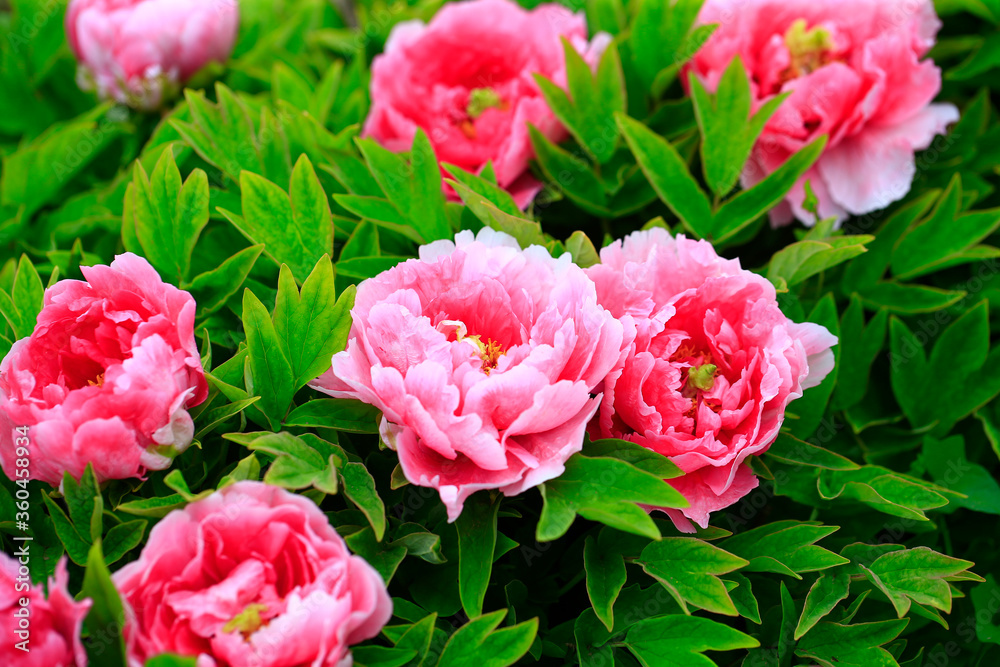 The pink peonies are in the garden