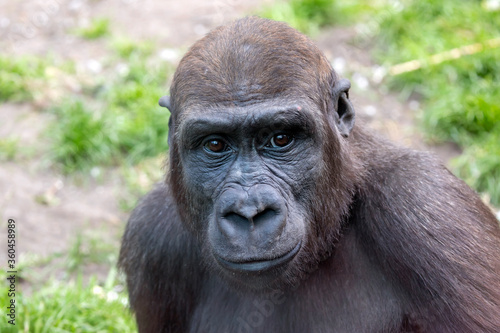A young male gorilla closeup portrait, wild animal