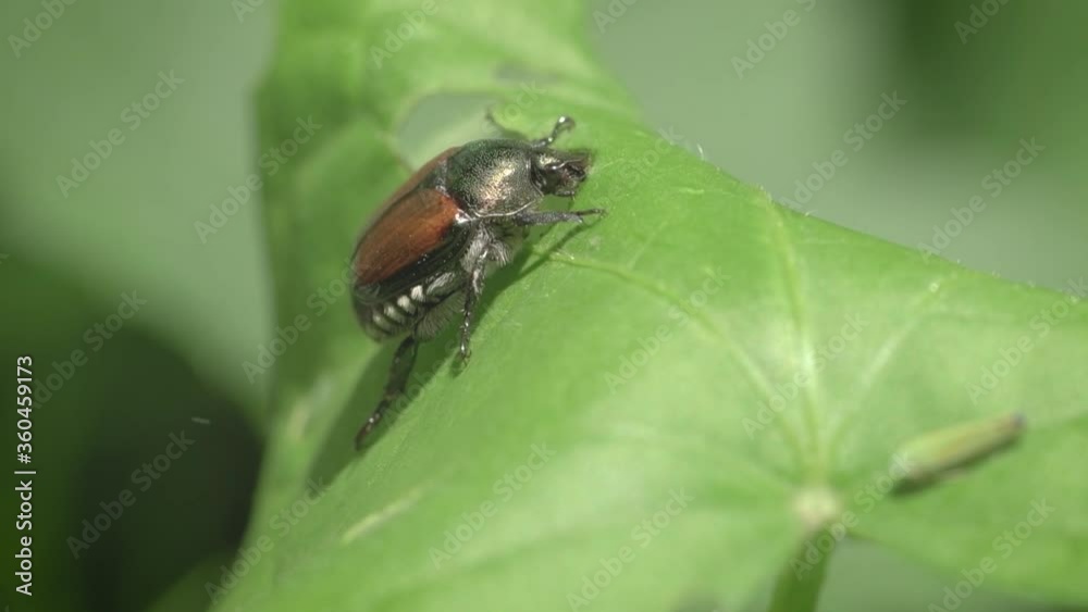 Japanese Beetle on leaf Japanese Beetle on leaf