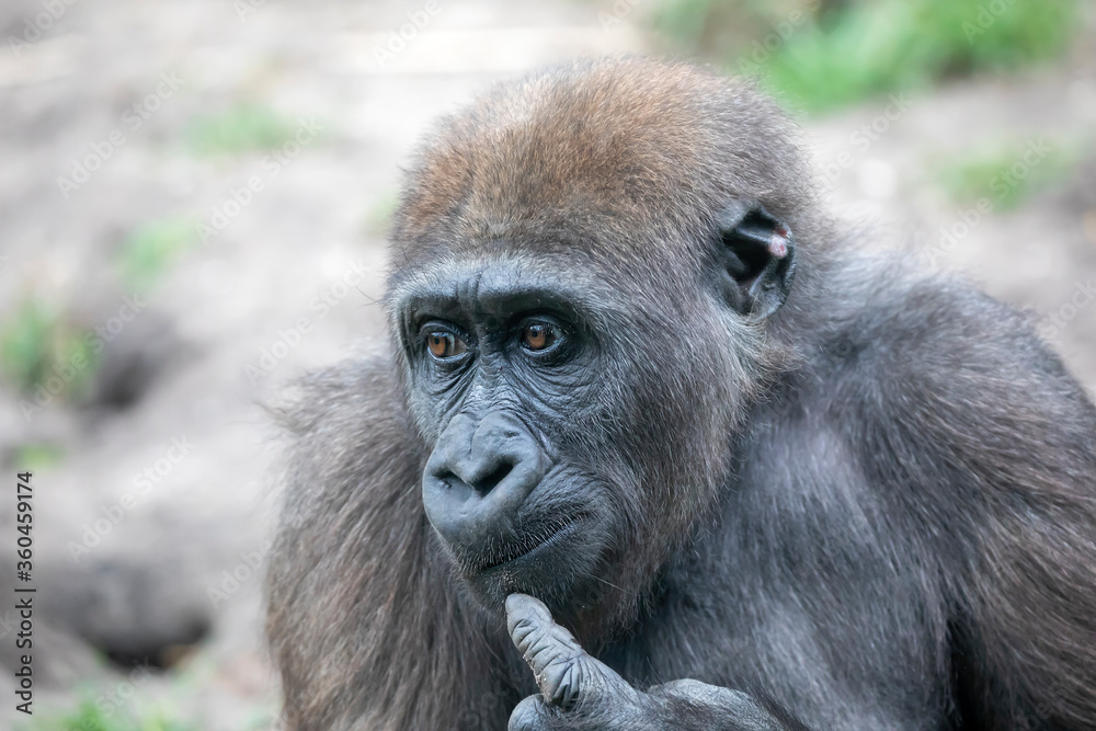A young female gorilla closeup portrait, wild animal. A young female gorilla closeup portrait, wild animal.
