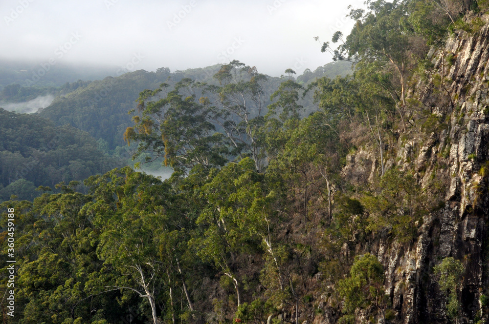 Aussie bush walking track views on the way to Mingon Falls
