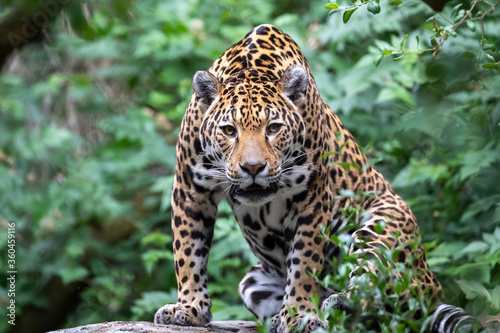 Jaguar (Panthera onca), closeup portrait.