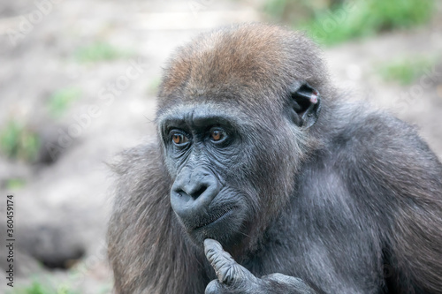 A young female gorilla closeup portrait  wild animal.