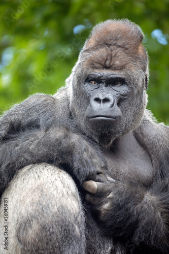 Silverback Gorilla male closeup portrait