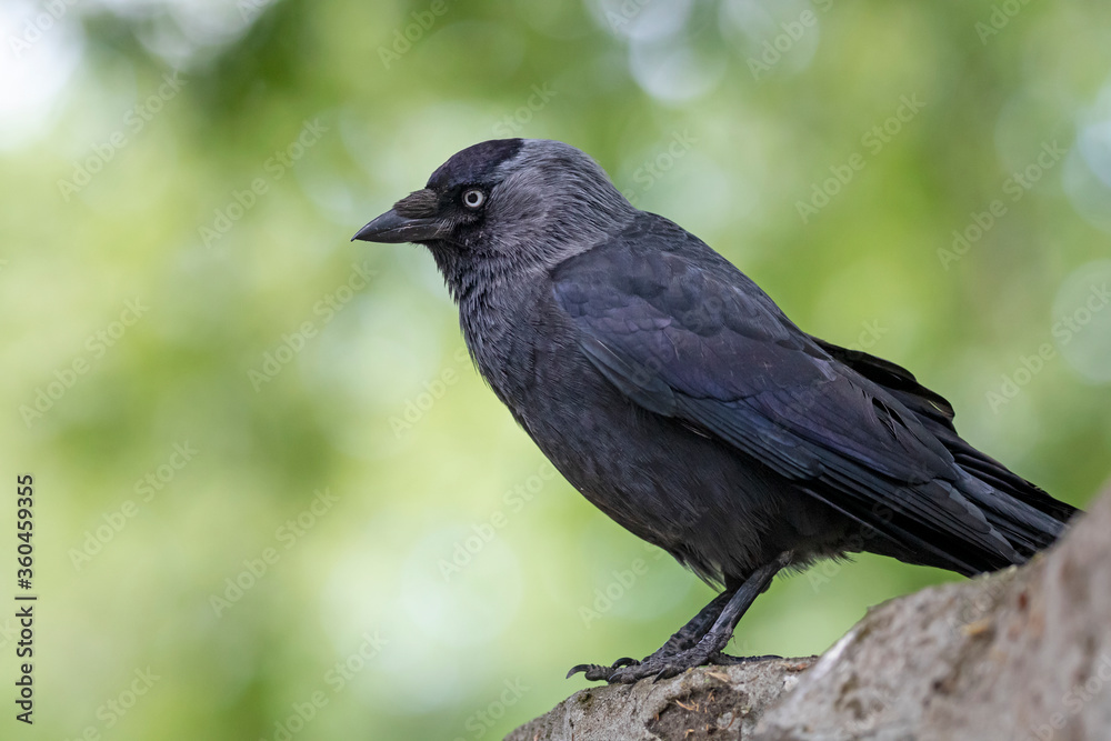 Small black bird sitting on tree Small black bird sitting on tree