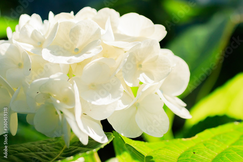 白色の紫陽花 高塔山公園 福岡県北九州市 White Hydrangea Takatoyama park Fukuoka-ken Kitakyusyu city