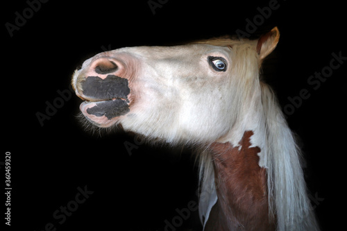 Horse headshot on black background