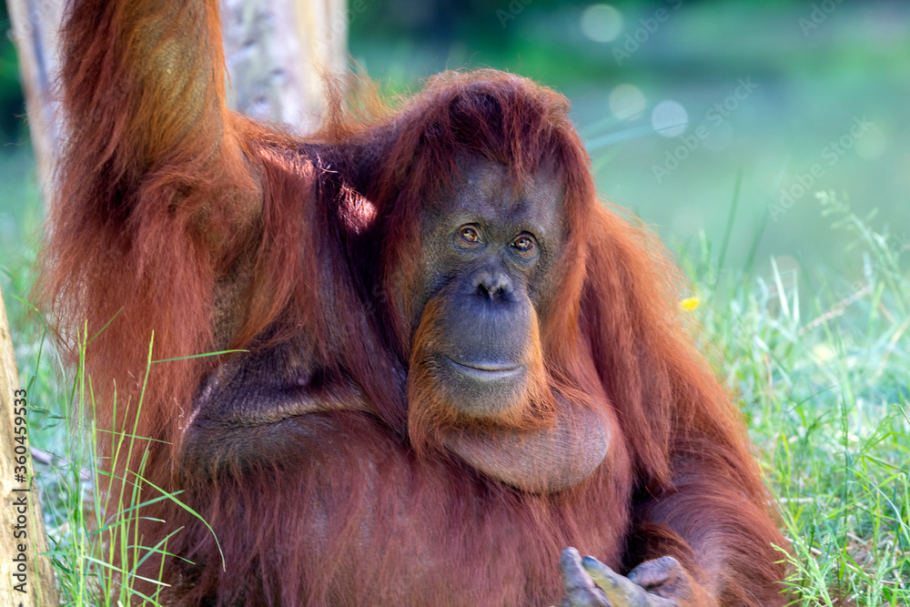 Pongo pygmaeus, big monkey sitting on meadow. Pongo pygmaeus, big monkey sitting on meadow.