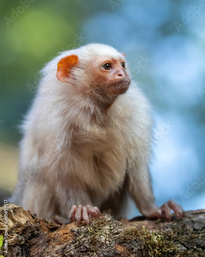 Mico argentatus, cute monkey sitting on mossy tree branch © Edwin Butter