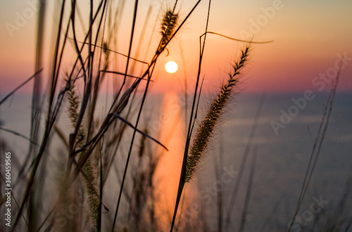 The sun's rays of sunset through the spikelets