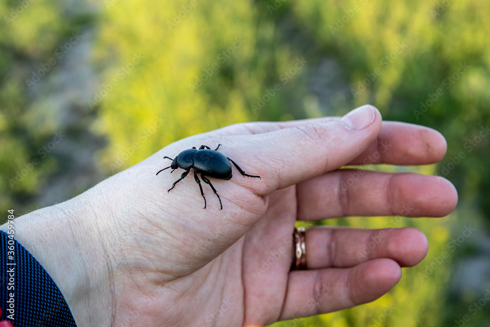 a large black beetle crawling on the hand of the girl in the background