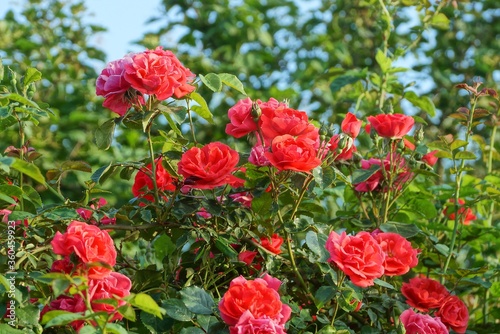 many red rose flowers on a bush with green leaves in a summer garden