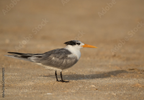 Closeup of a Greater Crested Tern, Bahrain
