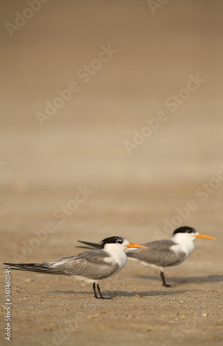Greater Crested Terns on sand of Buasiteen beach, Bahrain
