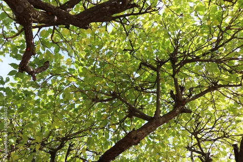 Obraz Widok od dołu na zielona koronę drzew