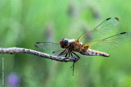 dragonfly on a leaf © Иван Шкрибляк
