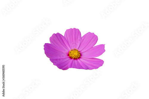 Purple cosmos flower white background