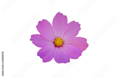 Purple cosmos flower white background