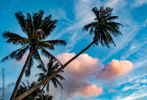 Palm trees and blue sky with clouds