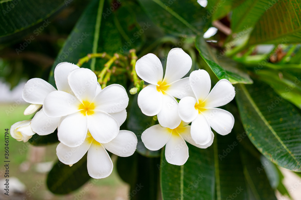 Plumeria flowers are beautiful and refreshing.