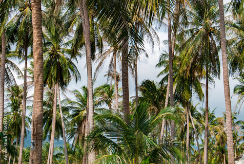 Coconut palms trees and sky with clouds