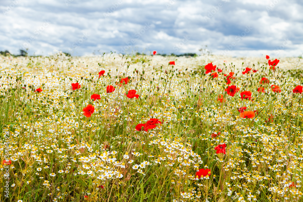 Wild red poppies and camomile on the green field in the north of France, Normandie. Bright flower blossom in June. Sunny day, blue sky, white clouds. Beautiful landscape.