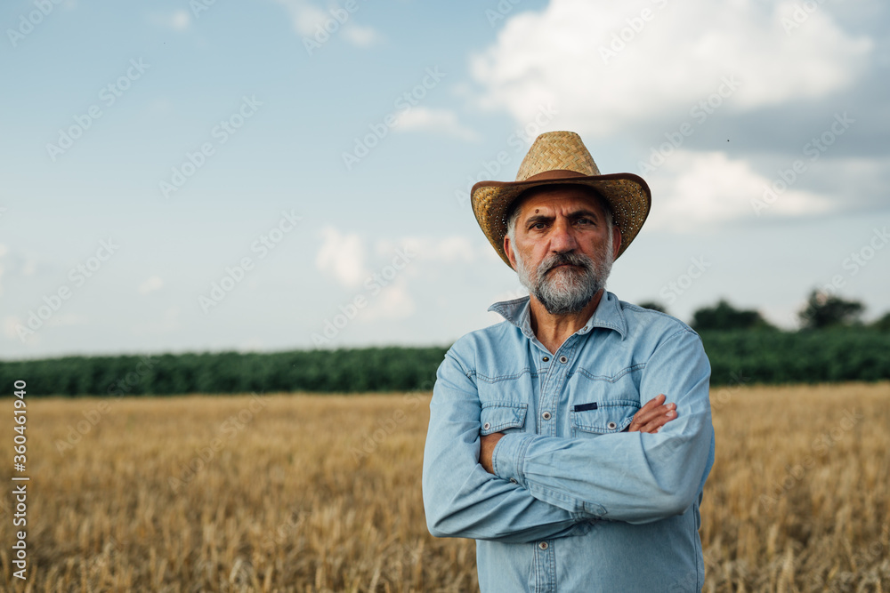 middle aged man posing in wheat field middle aged man posing in wheat field