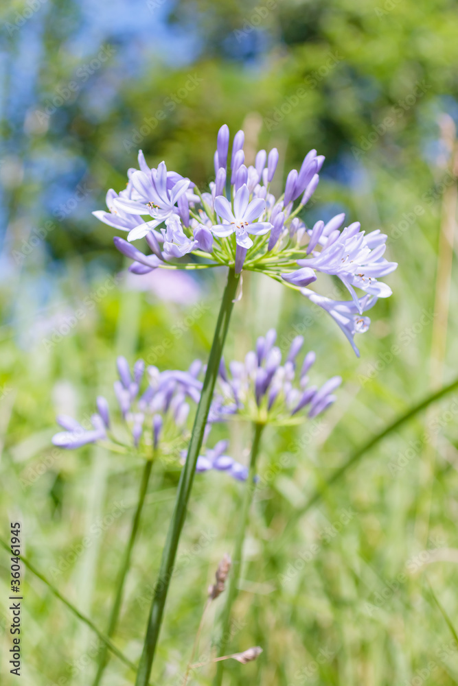 アガパンサス（紫君子蘭）高塔山公園　福岡県北九州市　Agapanthus Takatoyama park Fukuoka-ken Kitakyusyu city