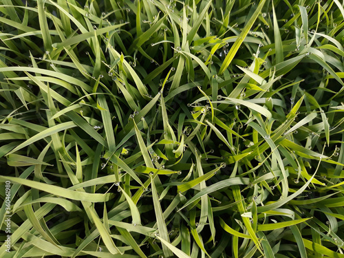 spring season abstract natural background of green rice farm close up with water drop . grass with water drops . 