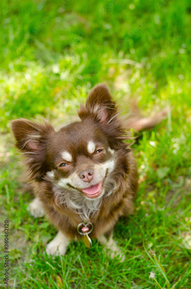 Thirsty chocolate longhair chihuahua sitting on a grass and looking up