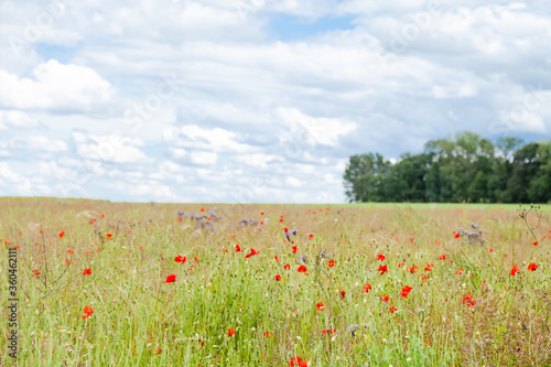 Wild red poppies and camomile on the green field in the north of France  Normandie. Bright flower blossom in June. Sunny day  blue sky  white clouds. Beautiful landscape.