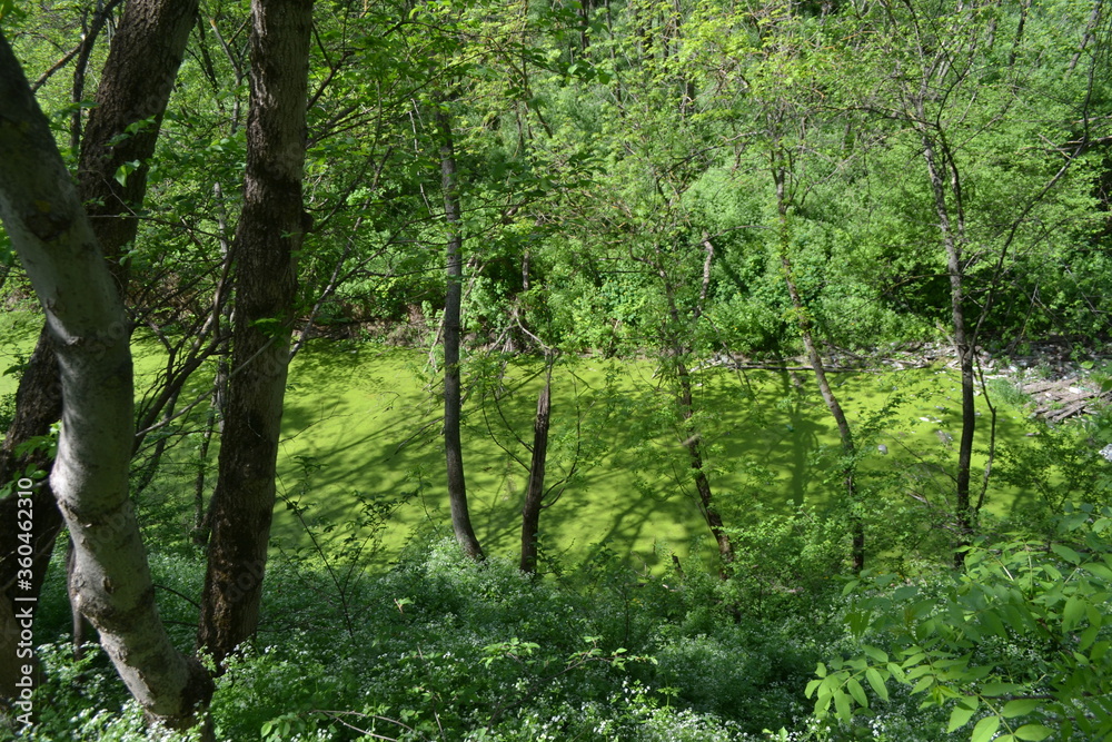 Fototapeta premium Forest thickets of trees. Summer walk
