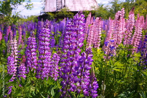 A Lupin flower bloomed in the field