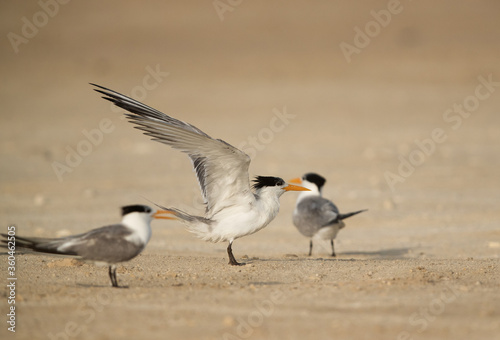 Greater Crested Tern flapping its wings to dry © Dr Ajay Kumar Singh