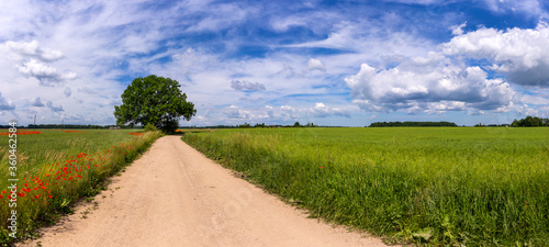 Dirt road between agricultural fields of Latvia. Sunny summer bright day. Red poppies and wildflowers. Panorama