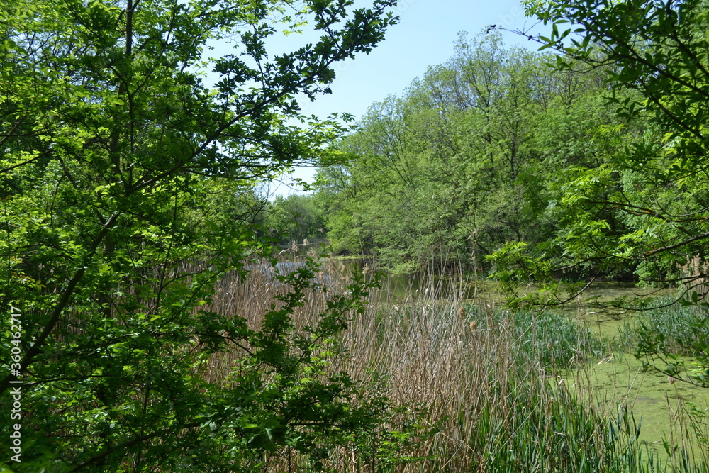 Forest thickets of trees. Summer walk
Forest thickets of trees. Summer walk