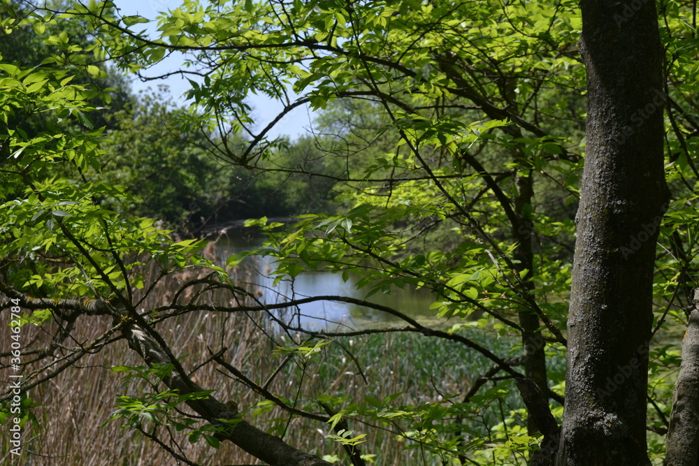 forest beautiful lake. Summer walk
forest beautiful lake. Summer walk