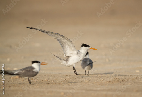 Greater Crested Tern raising its wings © Dr Ajay Kumar Singh