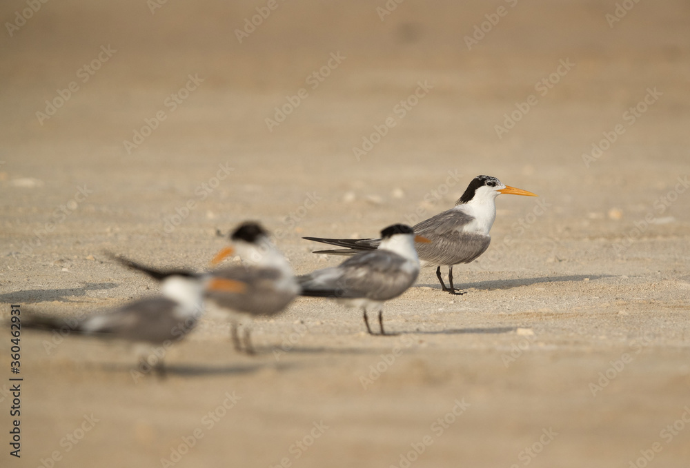Greater Crested Terns at Busaiteen beach. Selective focus on the tern at the back Greater Crested Terns at Busaiteen beach. Selective focus on the tern at the back