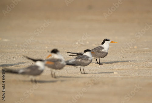 Greater Crested Terns at Busaiteen beach. Selective focus on the tern at the back © Dr Ajay Kumar Singh