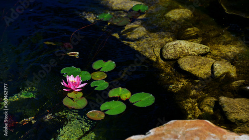 Pink water lily in the pond. Pure clear water. Sunny summer day. © Maryna
