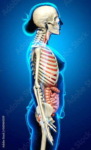 Fototapeta Naklejka Na Ścianę i Meble -  3d rendered medically accurate illustration of female  Internal organs and skeleton system