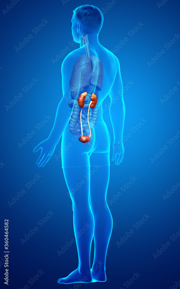 3d rendered, medically accurate illustration of the kidneys 3d rendered, medically accurate illustration of the kidneys