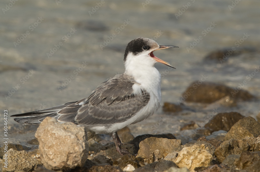 Juvenile White-cheeked Tern calling. Juvenile White-cheeked Tern calling.